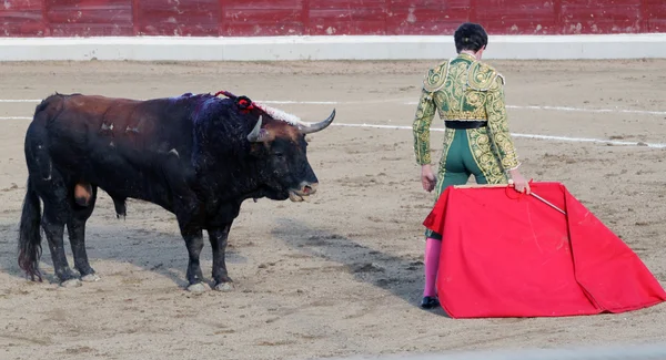 Toros. —  Fotos de Stock