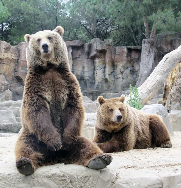 Grizzlybjörn — Stockfoto