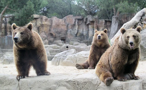 灰熊 免版税图库照片