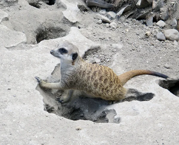 スリカト — ストック写真