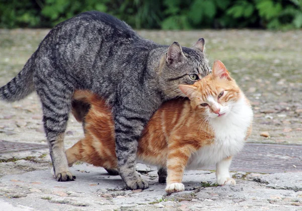 Katter katter — Stockfoto