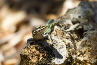 kertenkele yakın çekim