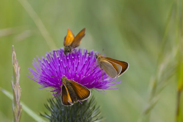 Chardon violet avec des papillons — Photo