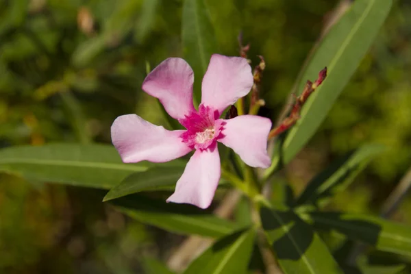 Pembe çiçek yaklaş — Stok fotoğraf