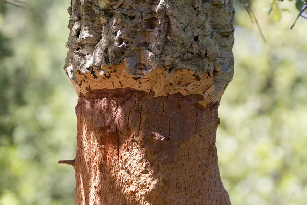 Macro di quercia da sughero — Foto Stock