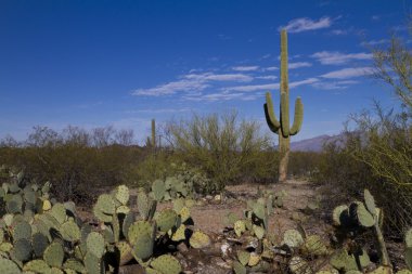 saguaro peyzaj