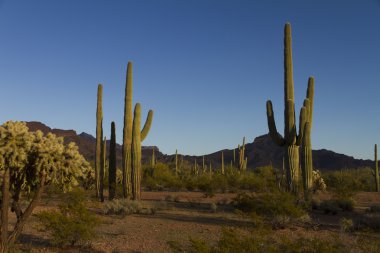 Saguaro'lar peyzaj