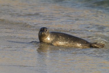 Sahili mühürleyin.