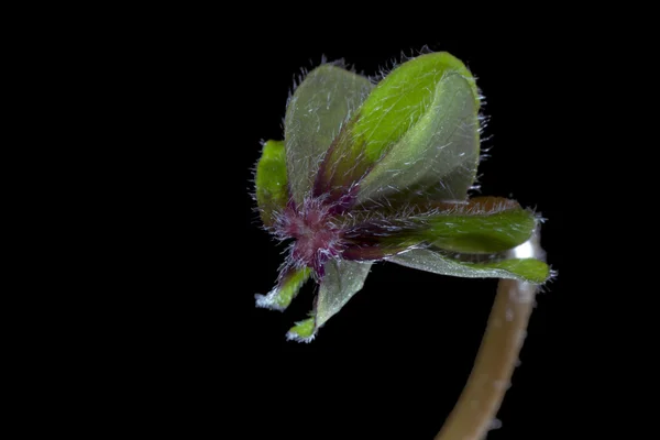 Macro van bladeren — Stockfoto