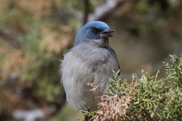 Jay sentado relaxado na árvore — Fotografia de Stock