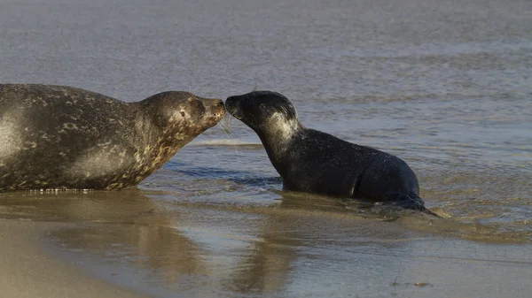 Cuidado de la madre de la foca con bebé — Foto de Stock