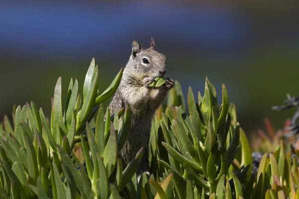 다람쥐먹기 — 스톡 사진