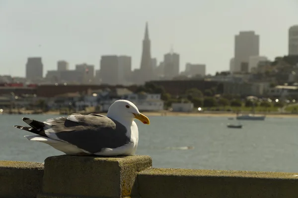 Чайки і San Francisco горизонт — стокове фото
