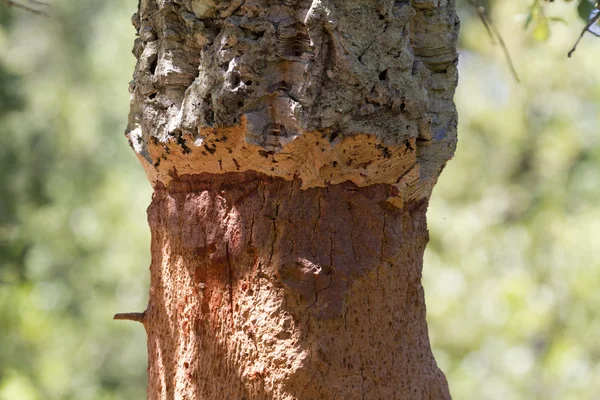 Cork oak macro Stock Image