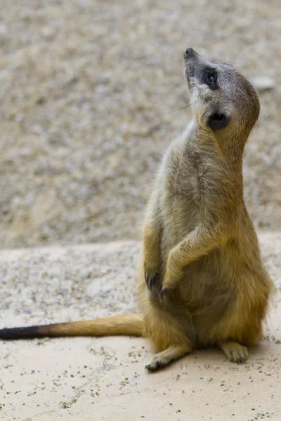 Meerkat — Stockfoto