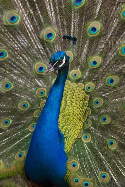 Peacock vertikal — Stockfoto