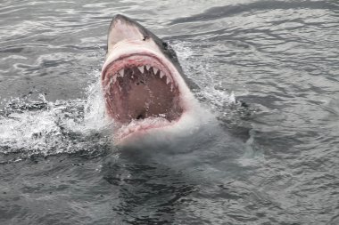 büyük beyaz köpekbalığı saldırısı