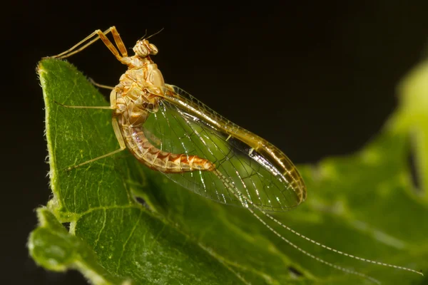 Mosca do dia — Fotografia de Stock