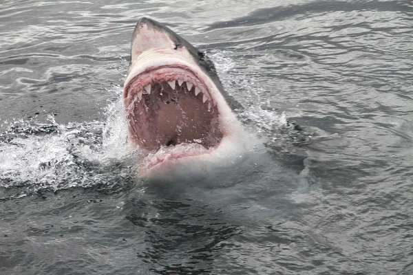Attacco grande squalo bianco — Foto Stock