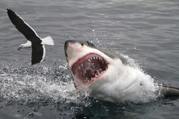 Gran tiburón blanco atacando gaviota — Foto de Stock