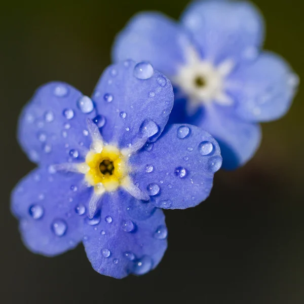 蓝色花 — 图库照片