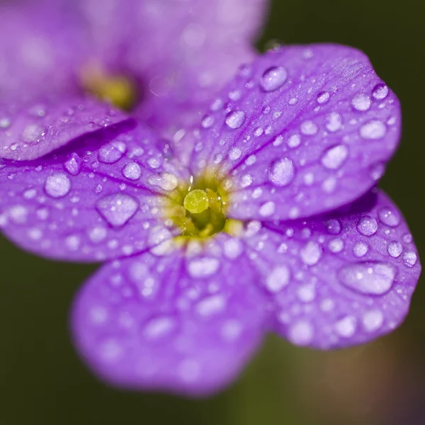 Violette Blüte — Stockfoto