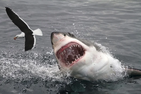 Gran tiburón blanco atacando gaviota Imagen de archivo