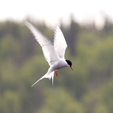 Arctic tern clipart