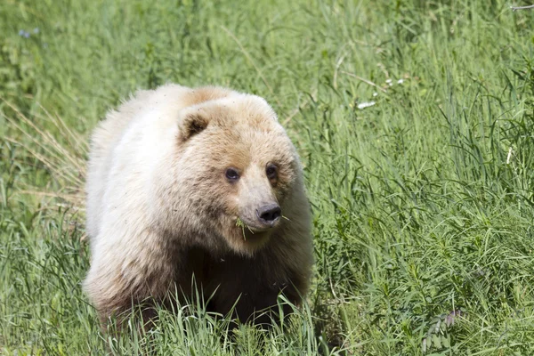 Urso-pardo — Fotografia de Stock