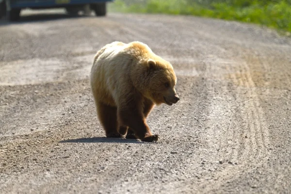 Niedźwiedź Grizzly — Zdjęcie stockowe