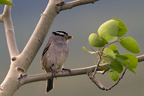 Uccello pronto a nutrirsi — Foto Stock
