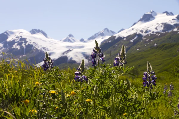 Tundra virágok és Worthington gleccser — Stock Fotó
