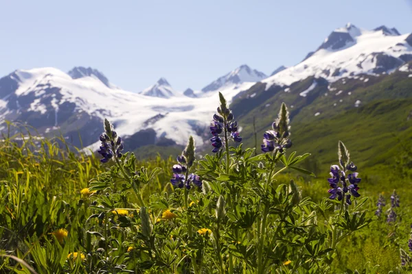Tundra çiçek ve worthington Buzulu