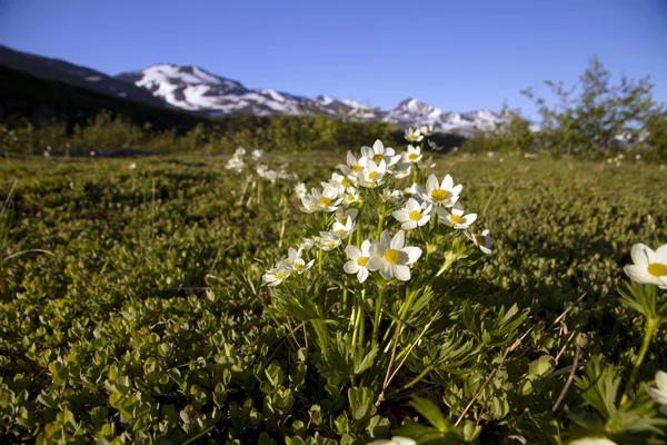 Flores brancas em Alaska — Fotografia de Stock