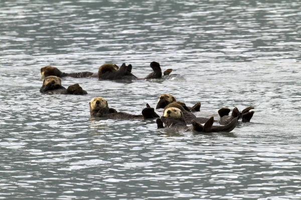 Loutre de mer — Photo