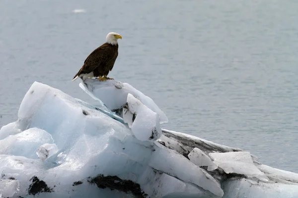 Bald eagle poserar på isberg — Stockfoto