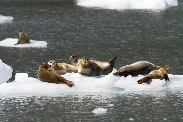 Zeehonden rustend op ijsberg — Stockfoto