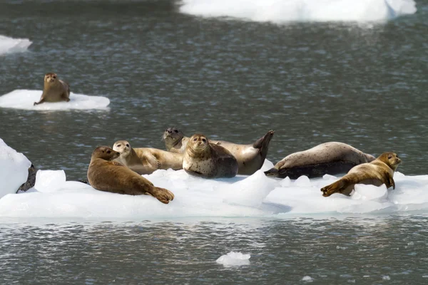 Sellos descansando sobre iceberg —  Fotos de Stock