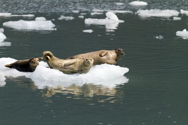 Sellos descansando sobre iceberg — Foto de Stock