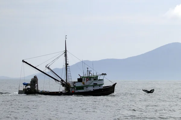 Balena e nave — Foto Stock