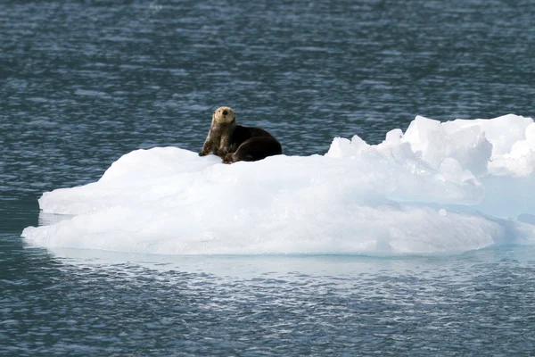 Mořská vydra na ice berg — Stock fotografie