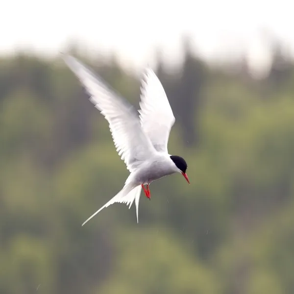 Tern ártico — Fotografia de Stock