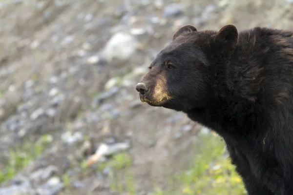 Urso negro — Fotografia de Stock