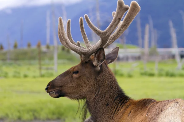 Reindeer — Stock Photo, Image