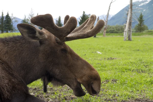 Moose zblízka — Stock fotografie