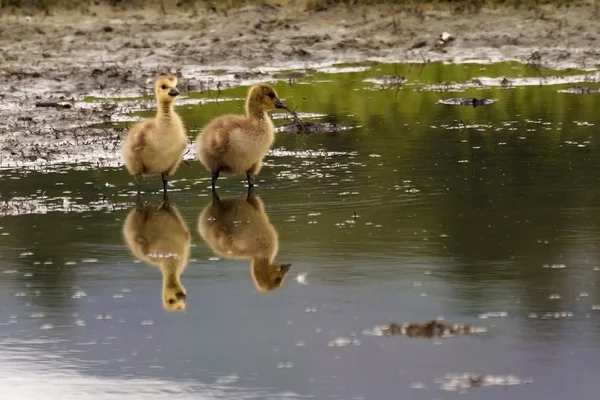 Zwei kleine Gänse — Stockfoto