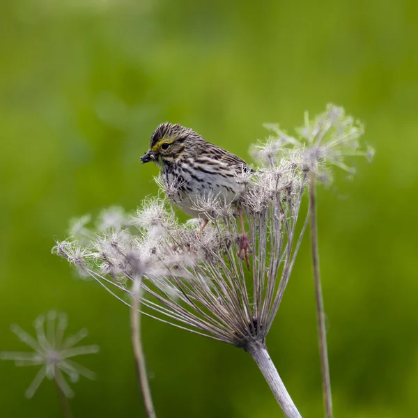 Savannah sparrow voeding — Stockfoto