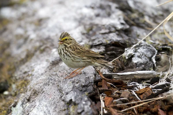 Savannah sparrow zingen — Stockfoto