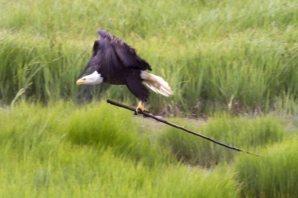 Bald eagle byggnad boet — Stockfoto