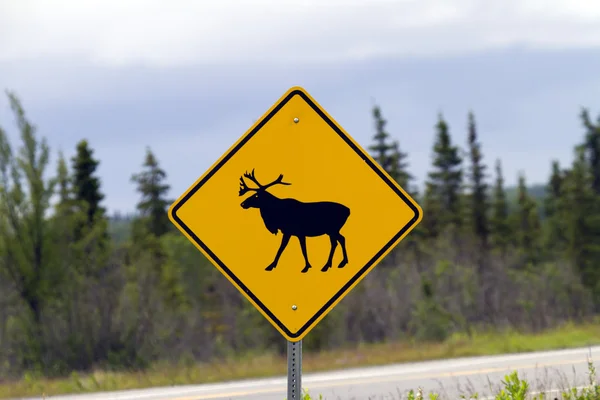 Watch out for moose — Stock Photo, Image